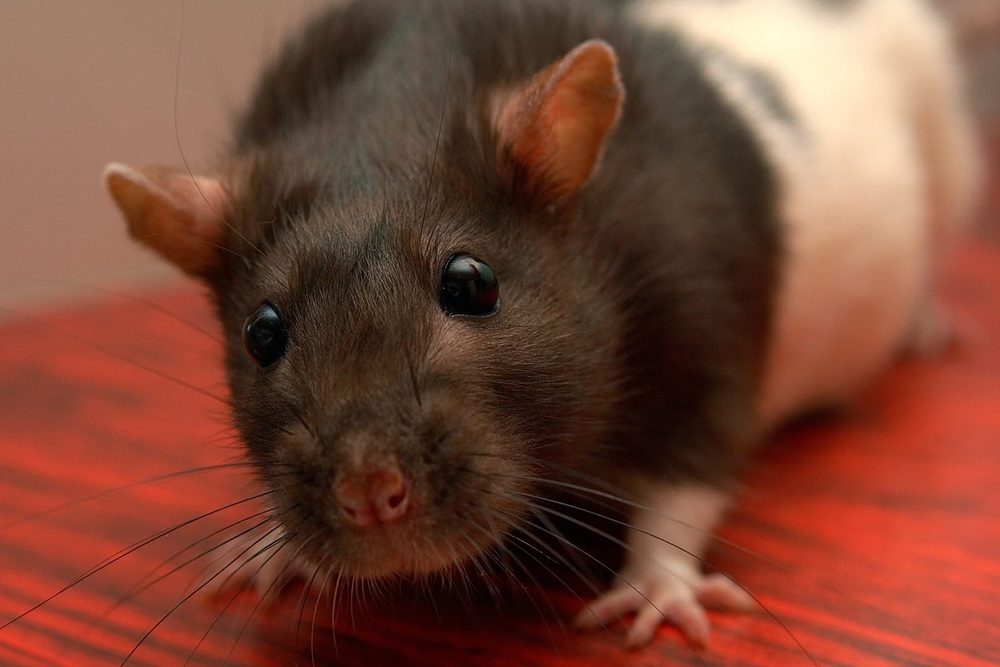 Les températures chutent, les souris s’invitent… mais il existe une astuce simple et naturelle pour les repousser