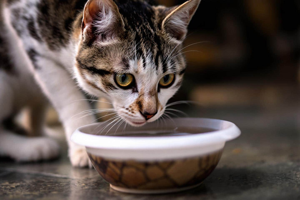 Pourquoi certains chats ne boivent-ils presque jamais ? Ces astuces qui font vraiment la différence pour leur santé